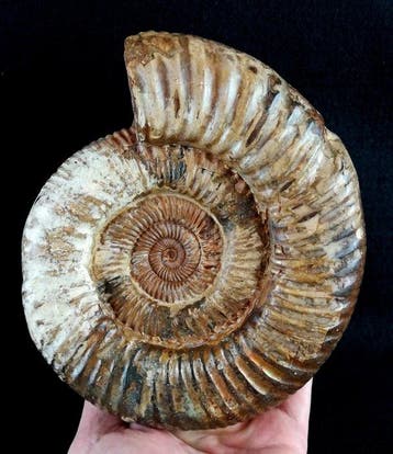 Ammoniet - Gefossiliseerd dier - Kranaosphinctes roedereri