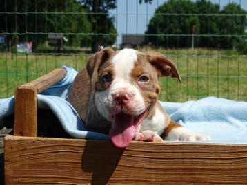 Old English Bulldog pups! t Gezonde type. Mogen mee!, Parvo, Nederland, 8 tot 15 weken, Bulldog