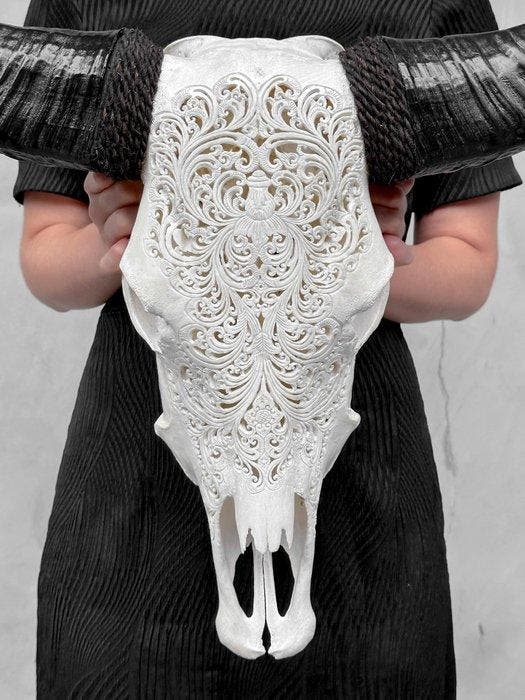 GEEN RESERVEPRIJS - Authentieke grote witte buffelschedel,, Antiek en Kunst, Kunst | Designobjecten
