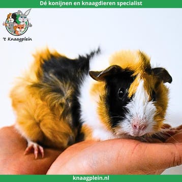 Gecastreerde cavias - Beste combinatie - Erg rustig - Tam, Dieren en Toebehoren, Mannelijk, Cavia, Tam