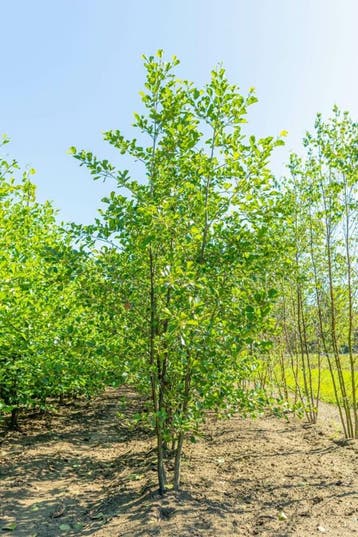 Alnus glutinosa meerstammig 250-300