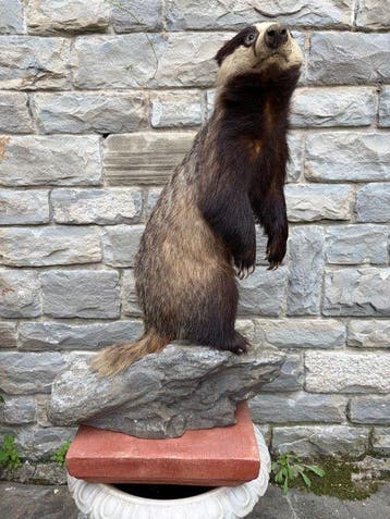 Das Taxidermie volledige montage - Meles meles - 70 cm - 23, Verzamelen, Nieuw