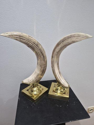 Wrattenzwijn Slagtand - Phacochoerus africanus. - 35 cm - 11, Nieuw