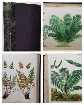 James Britten (1846–1924) - European Ferns (With 30 Colour