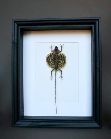 Hagedis Taxidermie volledige montage - Draco volans - 25 cm