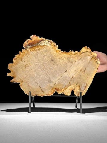 Prachtige plak versteend hout op een maatwerk standaard. -