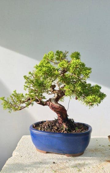 Jeneverbes bonsai (Juniperus) - Hoogte (boom): 25 cm -