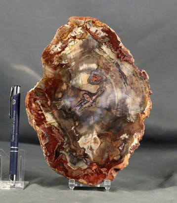 Mooi en decoratief versteend hout op standaard - Gepolijst