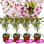 Prunus nipponica Brillant + pot 9cm 4 pcs, Verzenden, Volle zon