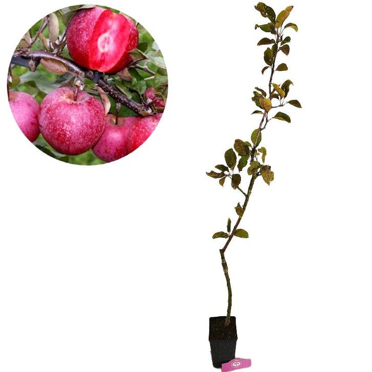 Appelboom Baya Marisa, Tuin en Terras, Planten | Fruitbomen, Volle zon, Verzenden