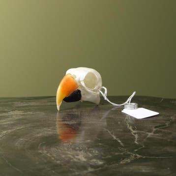 Edelpapegaai Schedel Taxidermie Opgezette Dieren By Max, Verzamelen, Dierenverzamelingen, Ophalen of Verzenden, Nieuw, Vogel, Opgezet dier