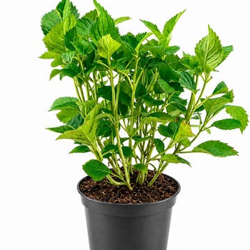 Hortensia ‘Deutschland’ (Boerenhortensia) container (P19, Tuin en Terras, Verzenden, Overige soorten, Halfschaduw