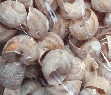 Landsnail small geverfde schelpen frosted white wash 250, Ophalen of Verzenden, Nieuw