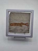 Vis - Gefossiliseerd dier - Lycoptera - 11 cm (Zonder