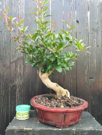 Granado nejikan - Hoogte (boom): 35 cm - Diepte (boom): 27