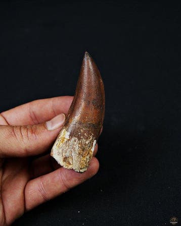 Dinosaurus - Fossiele tand - Carcharodontosaurus saharicus