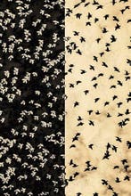 Jorge Omeñaca - Birds & Birds