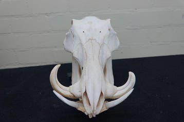 African Warthog Schedel - Phacochoerus africanus - 0 cm - 17, Nieuw