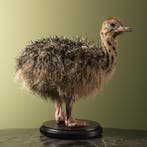 Struisvogel Kuiken Taxidermie Opgezette Dieren By Max, Ophalen of Verzenden, Nieuw, Vogel, Opgezet dier