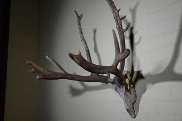 Père Davids Deer Schedel - Elaphurus davidianus - 80 cm -, Verzamelen, Nieuw