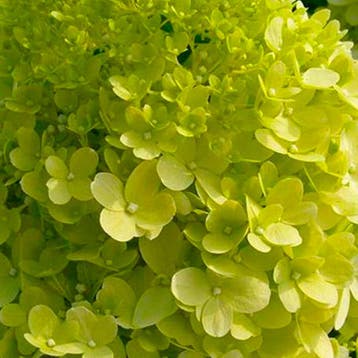 Pluimhortensia Limelight container (P17) Sierplanten, Verzenden, Hortensia, Struik