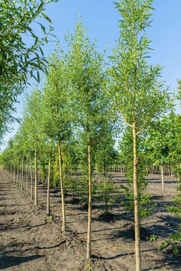Salix alba Chermesina hoogstam 10/12