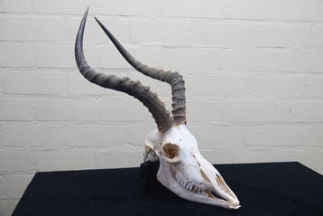 Large African Impala Schedel - Aepyceros melampus - 0 cm - 0, Nieuw