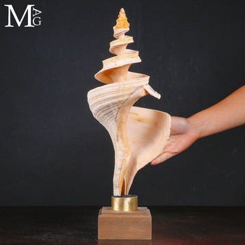 Gehouwen Reuzen Triton-schelp - Triplofusus giganteus, Verzamelen