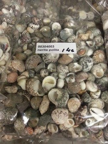 Nerita Polita schelpen Mix 1 kilo, Ophalen of Verzenden, Nieuw