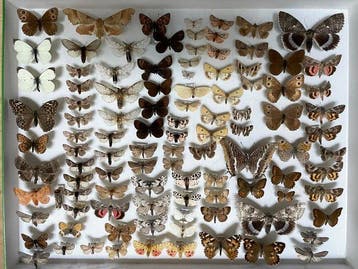 Vlinder Taxidermie volledige montage - Lépidoptères français