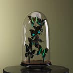 Vlinders in Stolp Taxidermie Opgezette Dieren By Max, Ophalen of Verzenden, Nieuw, Insect, Opgezet dier