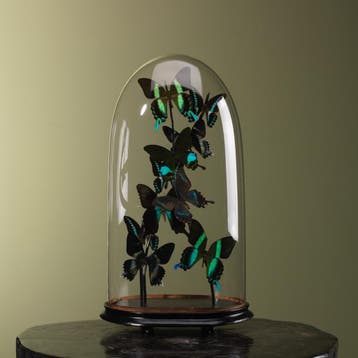 Vlinders in Stolp Taxidermie Opgezette Dieren By Max, Ophalen of Verzenden, Nieuw, Insect, Opgezet dier