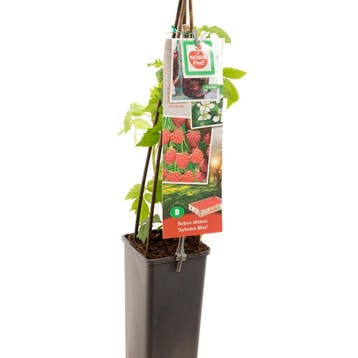 Framboos Autumn Bliss container (P11) Wit, Tuin en Terras, Verzenden