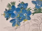 Diedrich Franz Leonhard von Schlechtendal (1794 / 1866) -