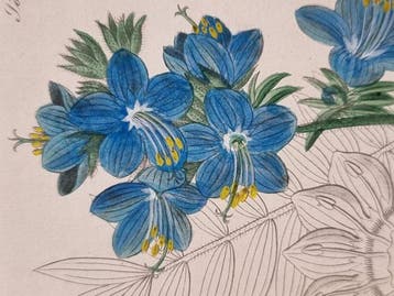 Diedrich Franz Leonhard von Schlechtendal (1794 / 1866) -, Antiek en Kunst