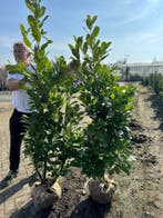 Haagplanten Laurier div soorten en maten, Tuin en Terras, Laurier, Haag, 100 tot 250 cm