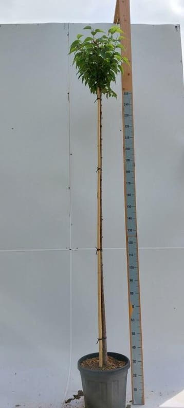 Prunus x subhirtella Autumnalis Rosea hoogstam