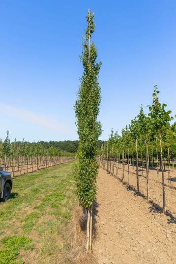 Betula pendula Fastigiata beveerd 12/14