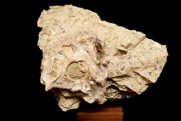 Dinosaurus - Fossiele schedel - Psittacosaurus sp. - 20 cm -