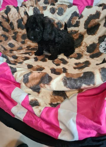 Kleine doxiepoo puppies! Dwergteckel x poedel. (Reutjes), Parvo, 8 tot 15 weken, Meerdere, Nederland