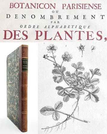 Sébastien Vaillant - Botanicon Parisiense - 1727