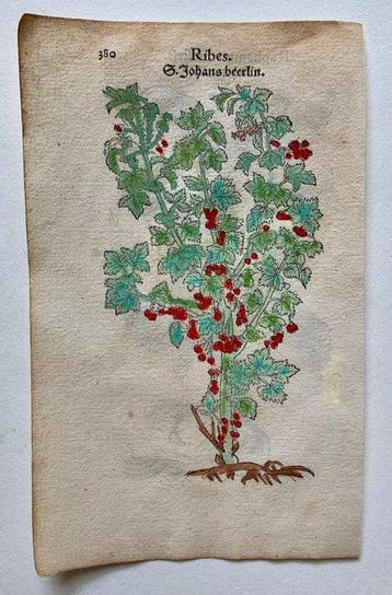 Leonhart Fuchs - Primi de stirpium historia commentariorum