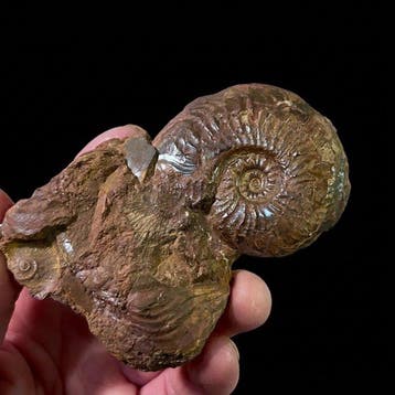 Ammoniet - Gefossiliseerde schelp - Pleydellia sp. - 10 cm -, Verzamelen