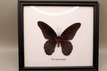In lijst Geframeerde Grote Mormonvlinder – Papilio memnon, Antiek en Kunst