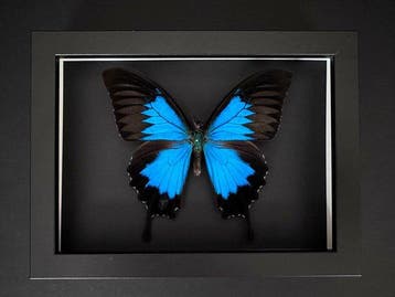 Vlinder Taxidermie volledige montage - Papilio Ulysses - 15, Antiek en Kunst, Curiosa en Brocante