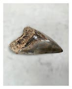Megalodon - Fossiele tanden - 137 mm - 103 mm
