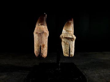 twee enorme tanden met wortel - Fossiele tand - mosasaurus -, Nieuw