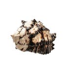 Zwarte Ramo-Murex-slak Taxidermie wandmontage - Murex