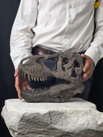 T-Rex-schedel replica – Gedetailleerd