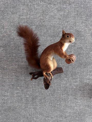 Red Squirrel - Taxidermie volledige montage - Sciurus, Nieuw